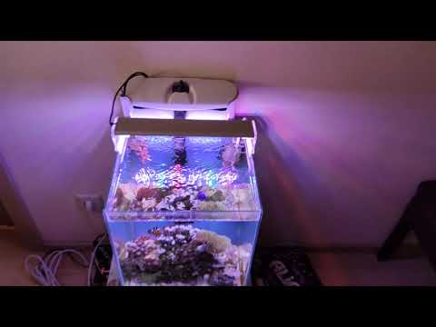Видео: Запуск морского аквариума 100 литров
