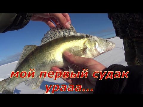 Видео: Эти щуки рвут леску и поводки. Попали на раздачу. #окунь #налим #щука #судак #стерлядь