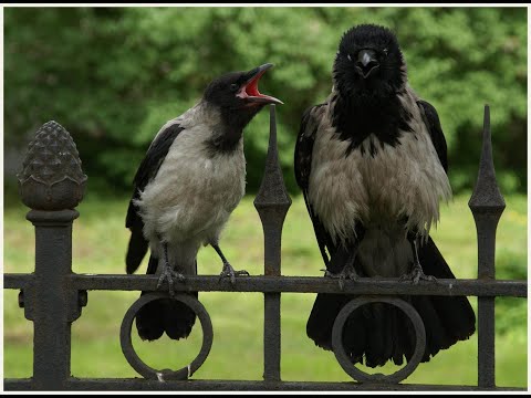 Видео: Говорящие птицы.  Часть1.