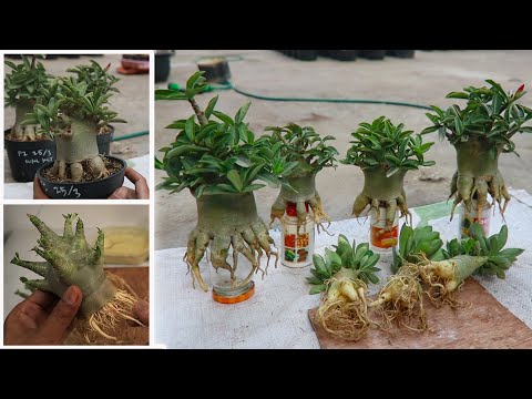 Видео: Достоинства и преимущества корневой программы у растений адениума ( СУБТИТРЫ )Бонсай из розы пустыни