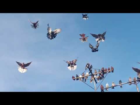 Видео: 26 октября 2025 г.
