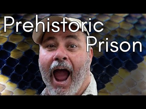 Видео: Проблема с доисторическими домашними животными и зоопарком рептилий | Сид Дуайер