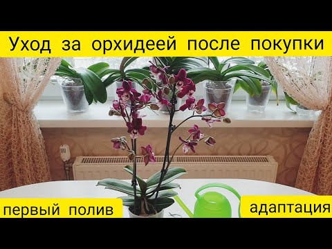 Видео: Уход за орхидеей после покупки ||  Первый полив, адаптация орхидеи