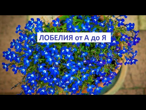 Видео: Лобелия от А до Я.