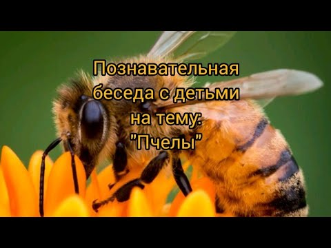 Видео: Беседа на тему: "Пчелы"