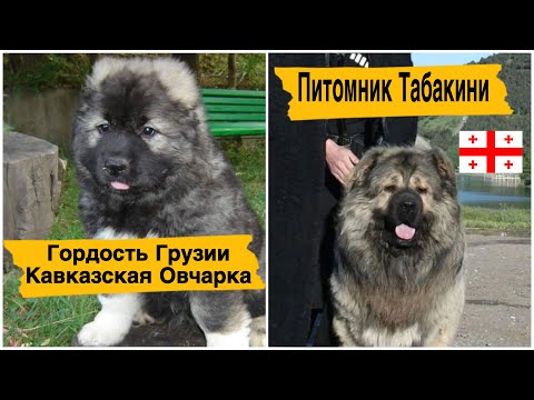 Видео: Грузия. Кавказская овчарка. Питомник Табакини.  Самые большие собаки.