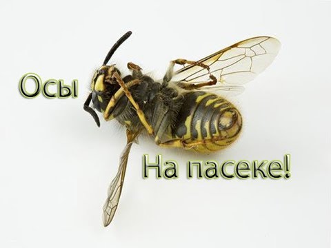 Видео: Как избавиться от ос на пасеке, народными средствами! Часть 2