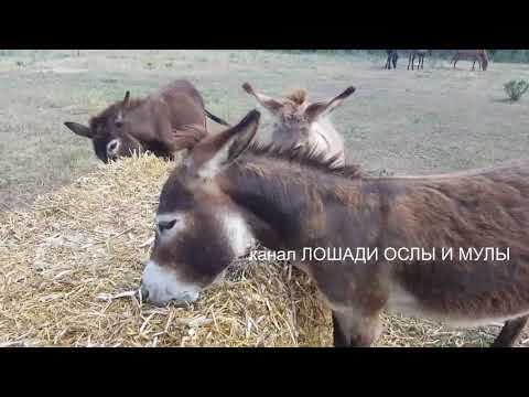 Видео: ПОЛЬЗА ОСЛИННОГО МОЛОКА // Horses, Donkeys & Mules 2020
