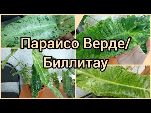 Видео: Параисо Верде/Биллитау восстанавливает окрас летом?☀️Результат🌿 #филодендрон #цветы #растения