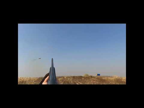 Видео: Охота на фазана #hunting