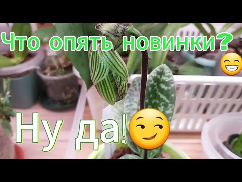Видео: Опять получила новинки!😊Распаковка!#орхидеи #orchid #цветы 