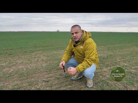 Видео: Растителна Защита 03.03.2025