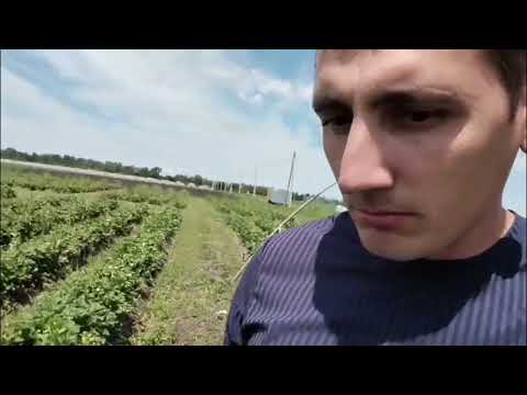 Видео: Один из самых урожайных сортов клубники, Крапо 10.