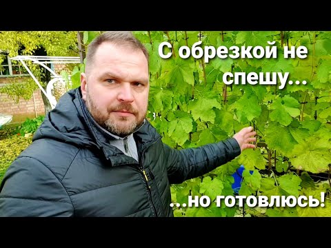 Видео: 26.10.2025 пока с обрезкой винограда не спешу, но готовлюсь!