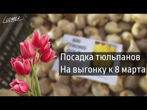 Видео: ПОСАДКА ТЮЛЬПАНОВ НА ВЫГОНКУ К 8 МАРТА