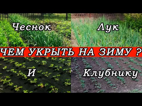 Видео: 🍂ЧЕМ УКРЫТЬ НА ЗИМУ КЛУБНИКУ🍓ЧЕСНОК🧄МАЛИНУ И ЛУК🧅 Все тонкости материала для укрытия на зиму🌲
