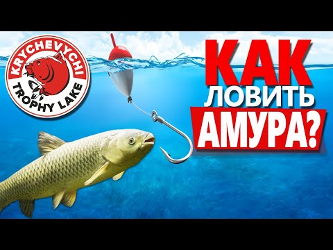 Видео: Ловля белого Амура! На что клюет Амур? (Часть 2)