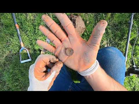 Видео: Minelab Manticore глубоко копает эту старую монету и пуговицу. Маленький парк снова сдаётся.