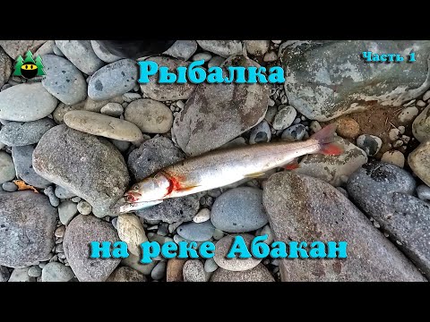 Видео: Хорошая рыбалка на реке Абакан, и ее притоках. Хариус, таймень. (Часть 1). Архив.