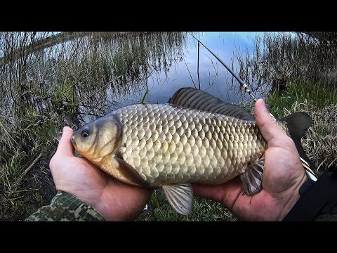 Видео: ОГРОМНЫ КАРАСИ-ЛАПТИ! РЫБАЛКА КАК ВО СНЕ! )) ЖОР КРУПНОГО КАРАСЯ! ПОКЛЕВКИ КРУПНЫМ ПЛАНОМ!