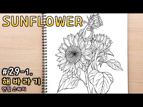 Видео: [Цветочный рисунок / Ботаническое искусство] № 29-1. Карандашный рисунок подсолнуха (Урок рисования)