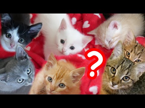 Видео: VLOG Тяжело ли иметь семь котят