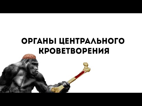 Видео: Органы центрального кроветворения. Гистология.