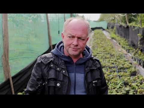 Видео: Преимущества осенней посадки киви