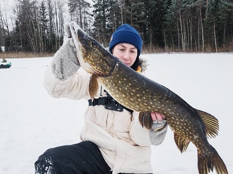 Видео: Щуки на 4.5 - 4.8 кг. Бешеный клёв щуки на жерлицы. Открытие щучьего сезона на жерлицы. Зима 2018.