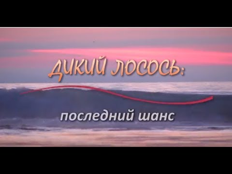 Видео: Фильм "Дикий Лосось: последний шанс"