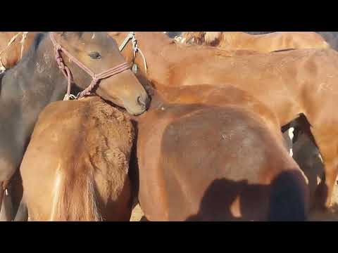 Видео: Тараз Малбазар Жылқы Horse Лошади 