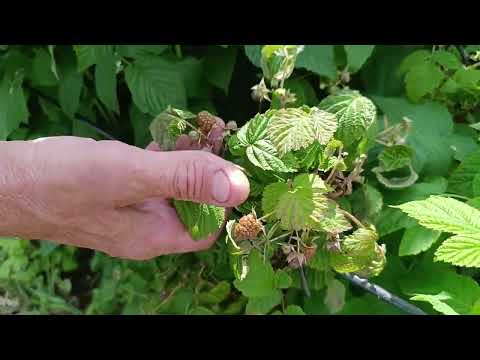 Видео: Уехали из деревни. Обзор погреба.