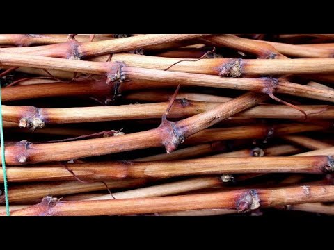 Видео: Хранение виноградной лозы