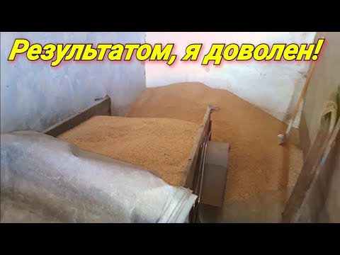 Видео: Кормление свиней зерном с поля! Результаты СУПЕР!
