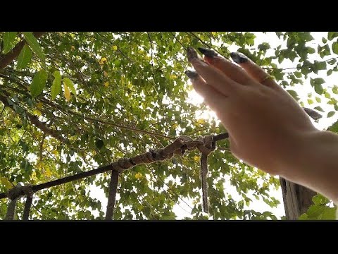 Видео: 🏞Асмр~на улице💫/таппинг/скричинг/💖Scratching-tapping  outdoors 🧚🏻‍♀️