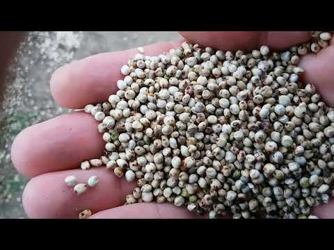 Видео: Выращивание сорго.  No till  20.10.2017 уборка очесывающей жаткой