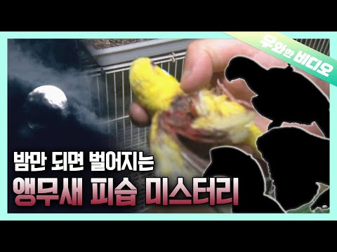 Видео: Тайна атаки серийного попугая... Что на них нападает?