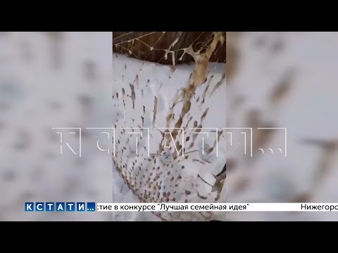 Видео: Сахарный завод, затопивший город Сергач патокой, залил сахаром   по словам рыбаков   реку Пьяну