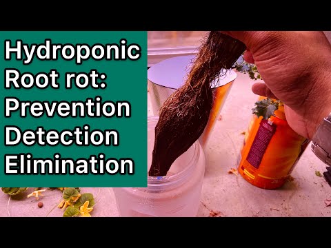 Видео: Корневая гниль на гидропонике: профилактика, обнаружение, устранение (2020)