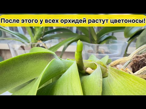 Видео: У всех орхидей растут цветоносы. Это надо для цветения орхидей