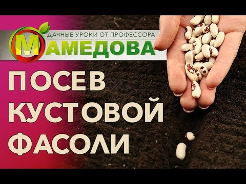Видео: Посев фасоли овощной.