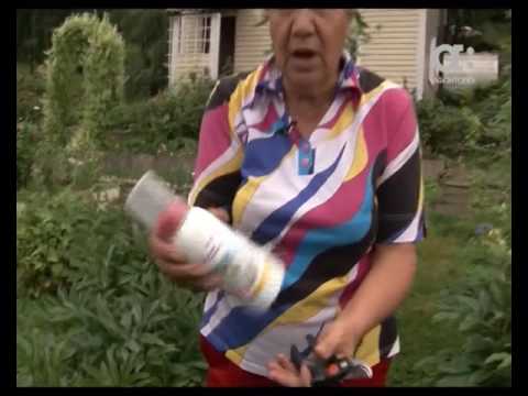 Видео: Голова садовая. Как подготовить пионы к зиме и уберечь от гнили