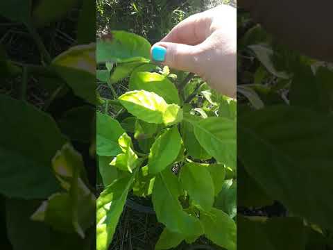 Видео: Джинура Прокумбенс (Gynura Procumbens) Лечение и профилактика сахарного диабета. Как выращивать.