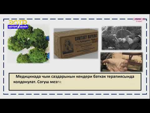 Видео: 6-класс | Биология  | Жогорку түзүлүштөгү өсүмдүктөр дүйнөчөсү. Мамык чөп сымалдар, кырк муундар