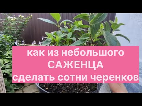 Видео: КАК ИЗ НЕБОЛЬШОГО САЖЕНЦА ГОРТЕНЗИИ СДЕЛАТЬ СОТНИ ЧЕРЕНКОВ🌿🌿🌿