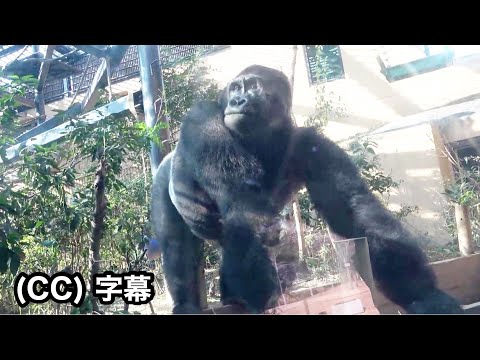 Видео: Ужасающий звук удара! Горилла врезается в стекло. Гентаро!　Семья Момотаро