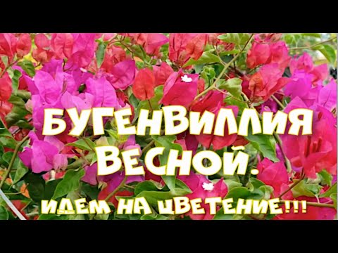 Видео: ОБРЕЗКА БУГЕНВИЛЛЕИ. ЧАСТЬ1.