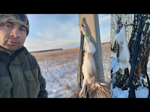 Видео: Хитрые зайцы под каждым кустом!!! Benelli клинит!!!