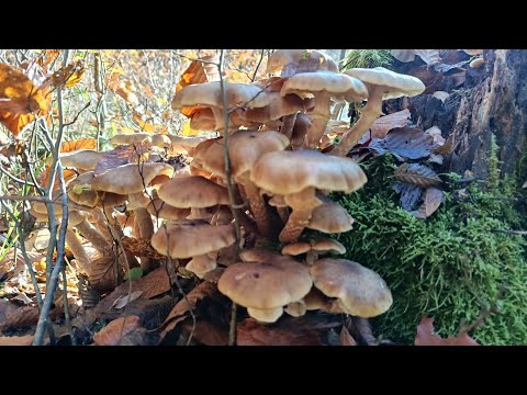 Видео: 5 листопада 2025р. 😍♥️🤗