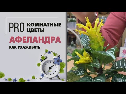 Видео: Афеландра - подойдет всем: и любителям цветущих, и любителям декоративнолиственных.